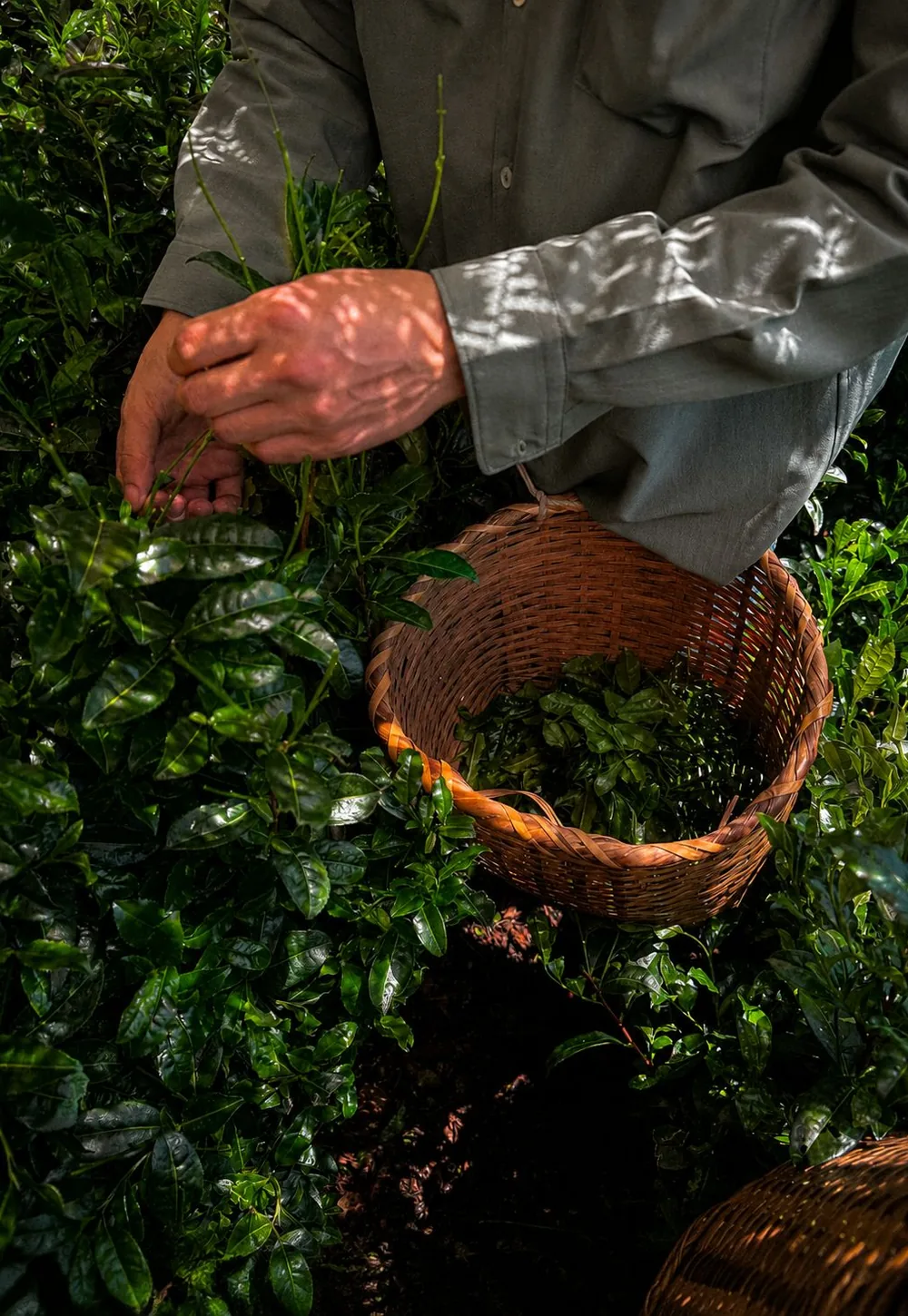 Une main cueillant des feuilles de thé dans un panier en bambou