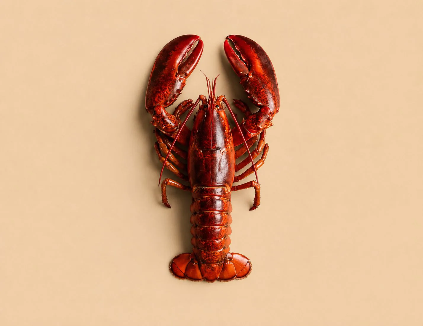 Un homard entier sur un fond crème chaleureux